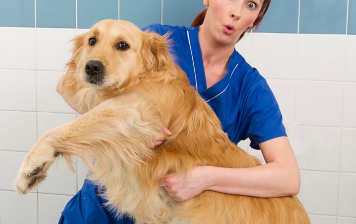pdsa pr public relations yorkshire.